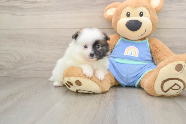 Best Pomeranian Baby