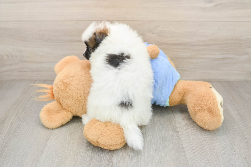Pomeranian Pup Being Cute
