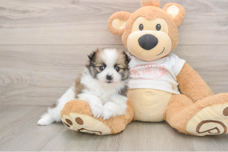 Adorable Deutscher Spitz Purebred Puppy
