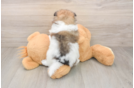 Pomeranian Pup Being Cute