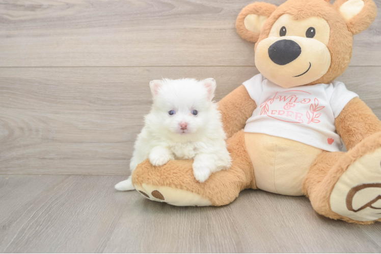 Adorable Loulou Purebred Puppy