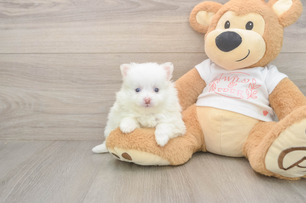 6 week old Pomeranian Puppy For Sale - Simply Southern Pups