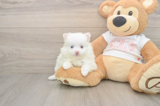 6 week old Pomeranian Puppy For Sale - Simply Southern Pups Adorable Loulou Purebred Puppy