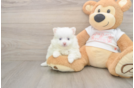 Meet Whoopi - our Pomeranian Puppy Photo  1/3 - Simply Southern Pups Adorable Loulou Purebred Puppy