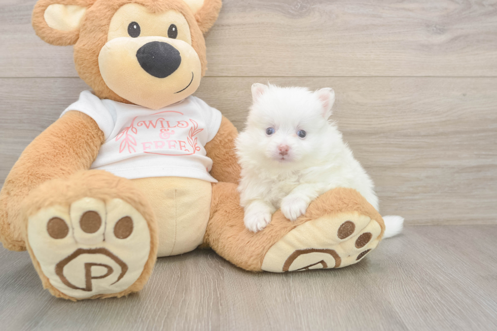 Meet Whoopi - our Pomeranian Puppy Photo  2/3 - Simply Southern Pups Pomeranian Puppy for Adoption