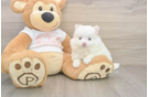 Meet Whoopi - our Pomeranian Puppy Photo  2/3 - Simply Southern Pups Pomeranian Puppy for Adoption
