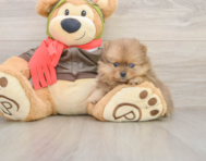 8 week old Pomeranian Puppy For Sale - Simply Southern Pups