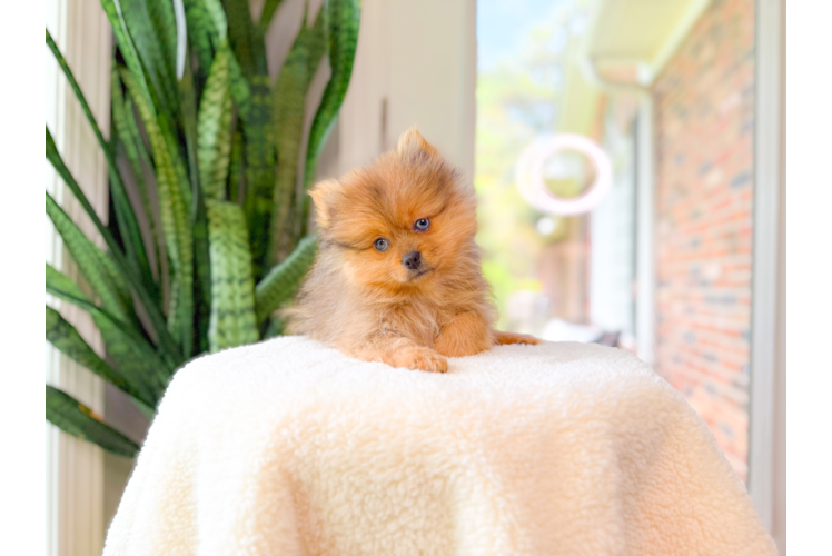 Cute Pomeranian Purebred Pup