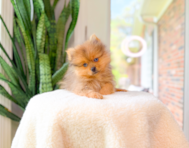 9 week old Pomeranian Puppy For Sale - Simply Southern Pups