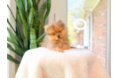 Cute Pomeranian Purebred Pup