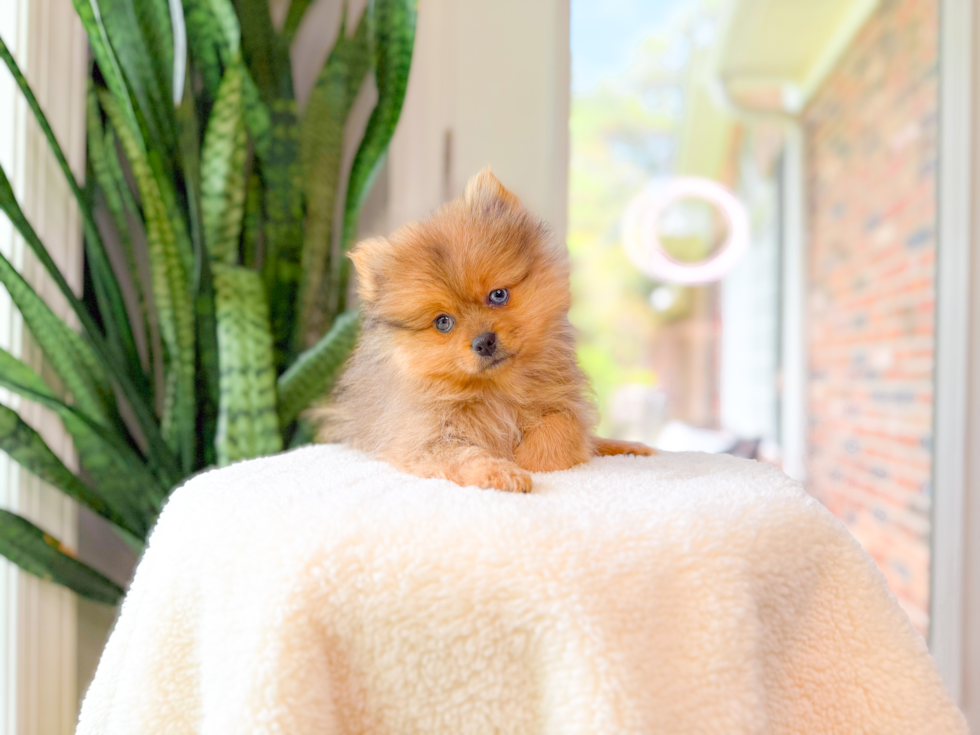 Cute Pomeranian Purebred Pup