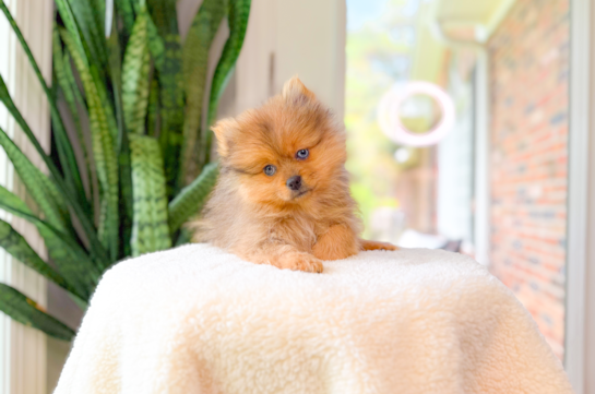 Cute Pomeranian Purebred Pup