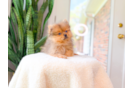 Pomeranian Puppy for Adoption