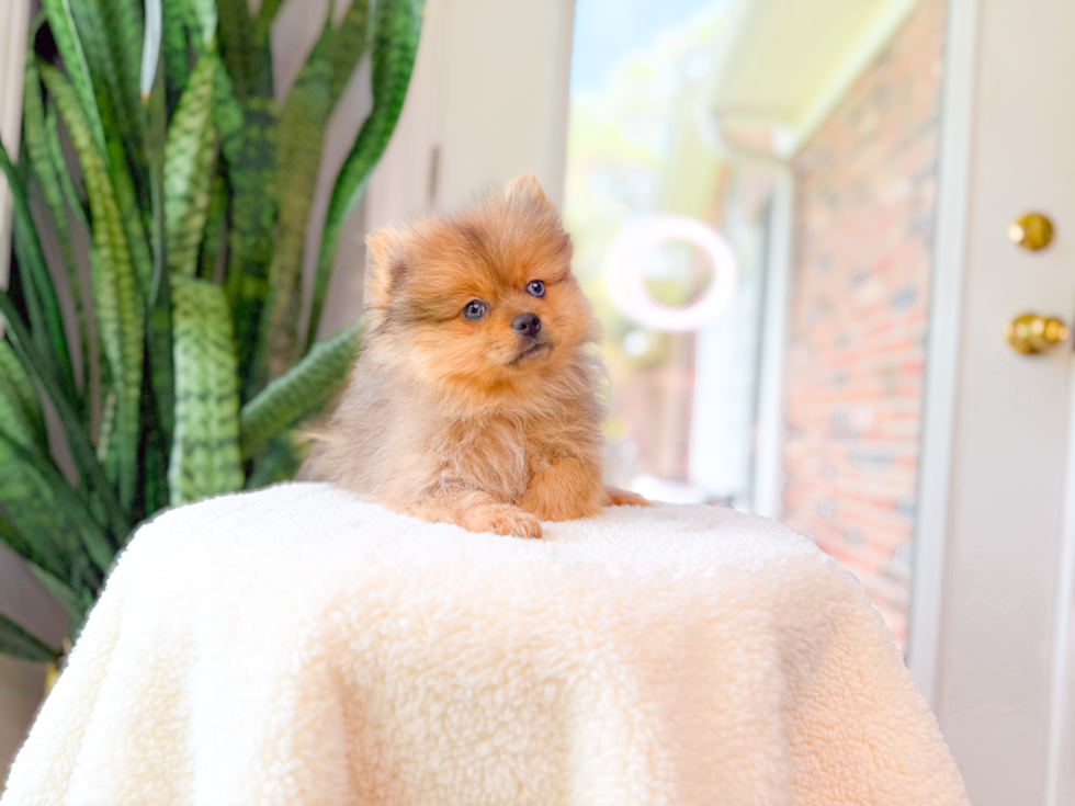 Pomeranian Puppy for Adoption