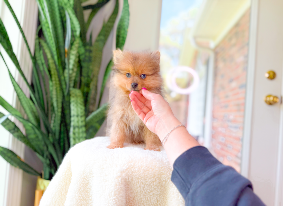 Cute Pomeranian Baby