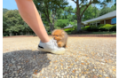 Cute Pom Purebred Puppy
