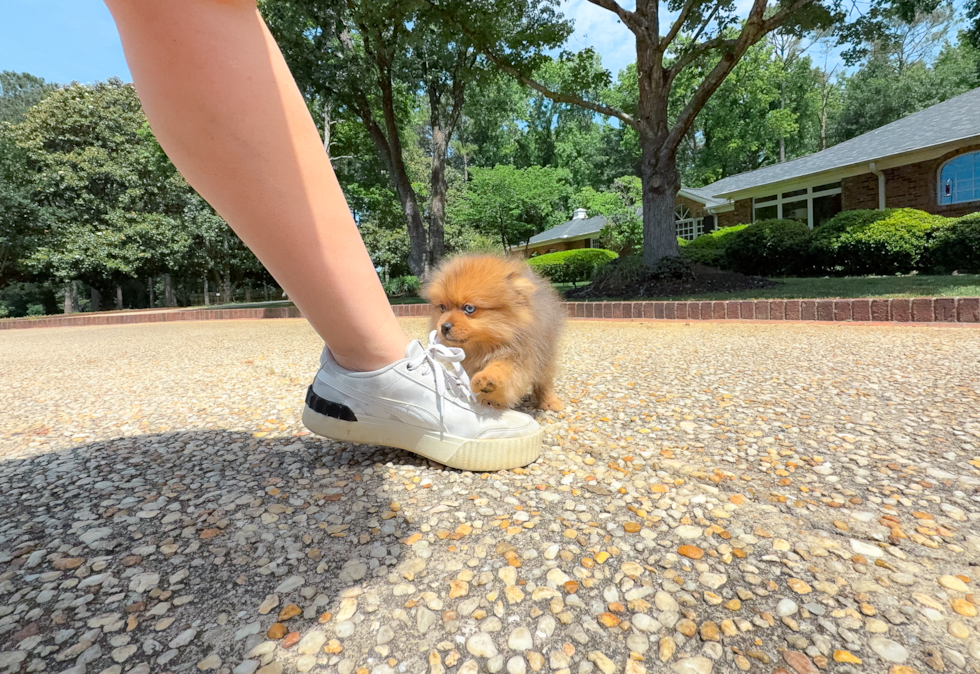 Cute Pom Purebred Puppy
