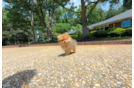 Cute Loulou Purebred Puppy