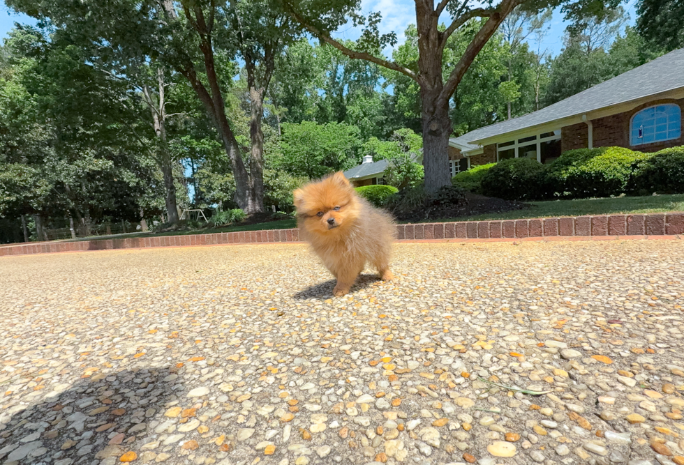 Cute Loulou Purebred Puppy