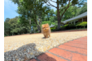 Pomeranian Puppy for Adoption
