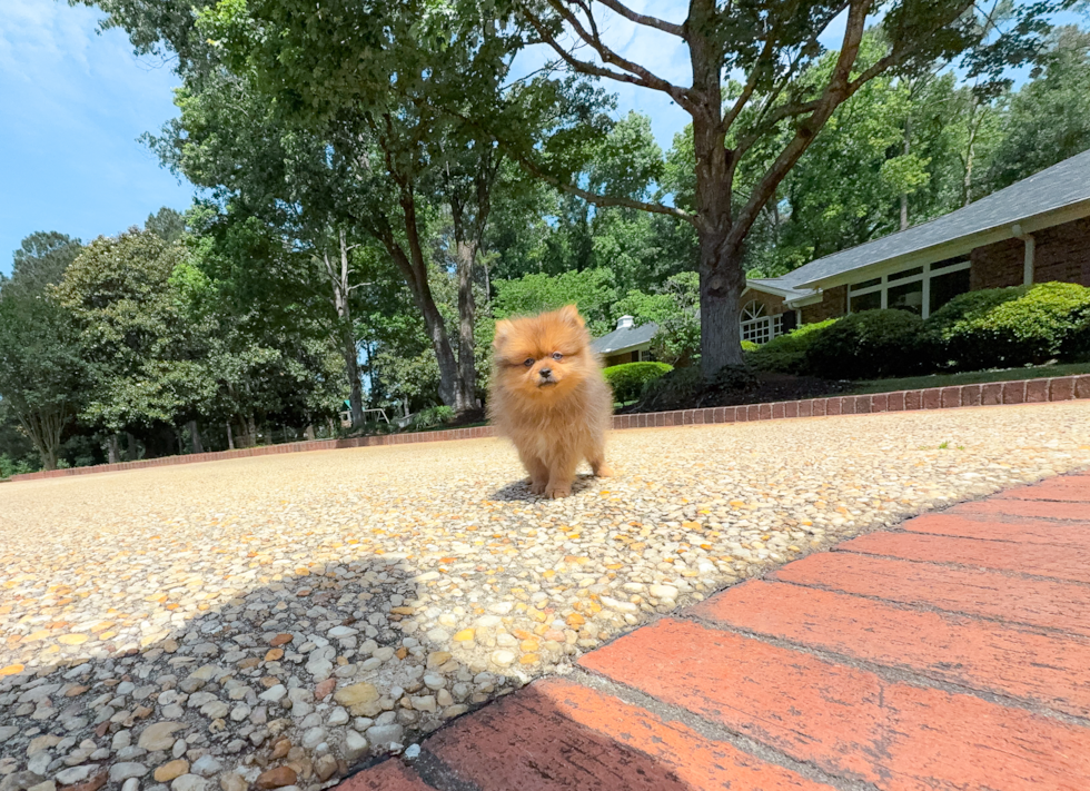 Pomeranian Puppy for Adoption