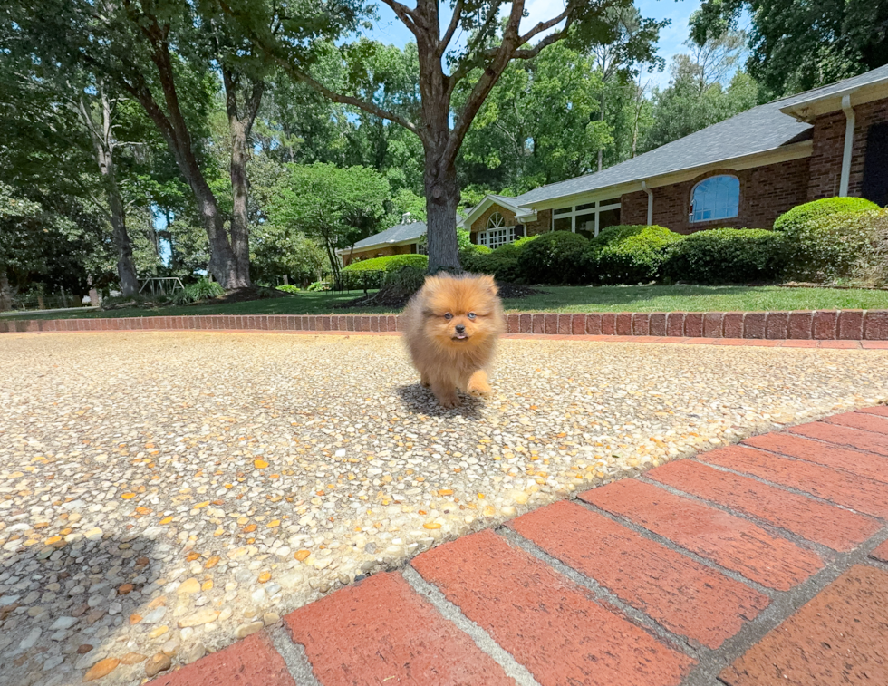 Cute Swergspitz Purebred Puppy