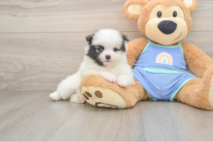 Pomeranian Puppy for Adoption