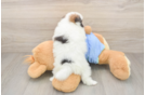 Best Pomeranian Baby