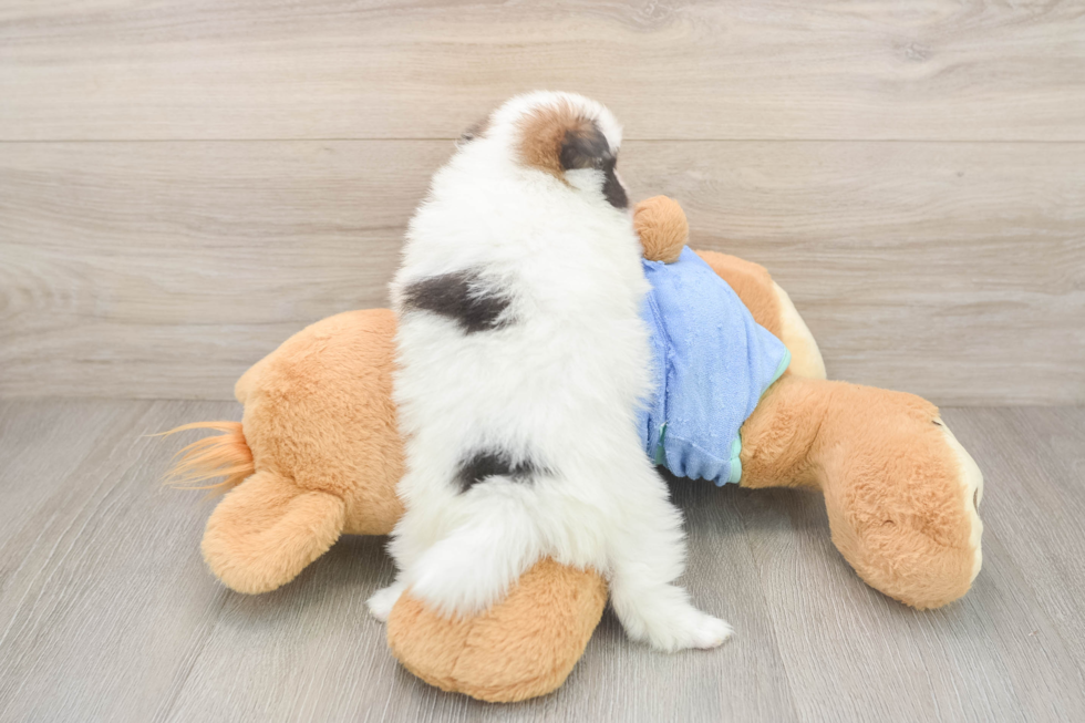 Best Pomeranian Baby
