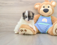 8 week old Pomeranian Puppy For Sale - Simply Southern Pups