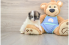 Hypoallergenic Pomeranian Baby