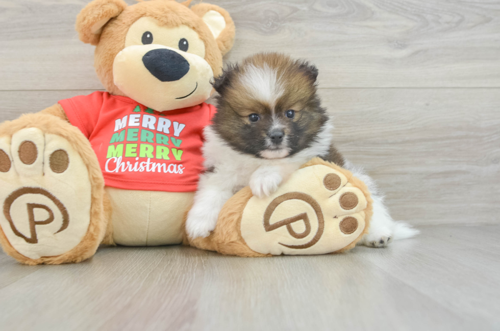 6 week old Pomeranian Puppy For Sale - Simply Southern Pups