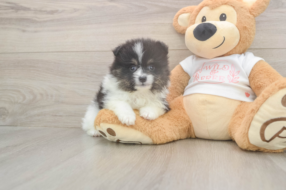 Meet Wyatt - our Pomeranian Puppy Photo  1/3 - Simply Southern Pups Popular Pomeranian Purebred Pup