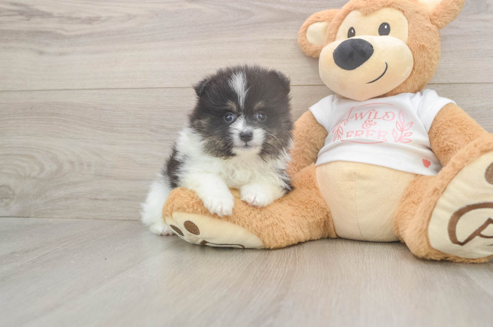5 week old Pomeranian Puppy For Sale - Simply Southern Pups