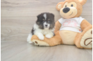 Meet Wyatt - our Pomeranian Puppy Photo  1/3 - Simply Southern Pups Popular Pomeranian Purebred Pup