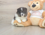 6 week old Pomeranian Puppy For Sale - Simply Southern Pups 6 week old Pomeranian Puppy For Sale - Simply Southern Pups