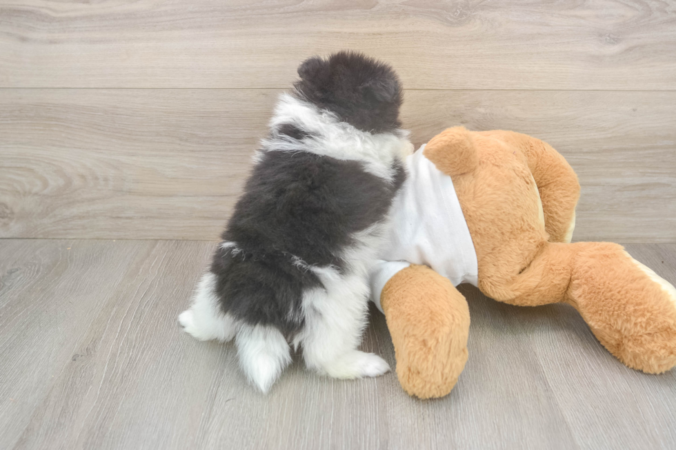 Meet Wyatt - our Pomeranian Puppy Photo  3/3 - Simply Southern Pups Best Pomeranian Baby