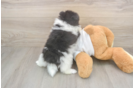 Meet Wyatt - our Pomeranian Puppy Photo  3/3 - Simply Southern Pups Best Pomeranian Baby
