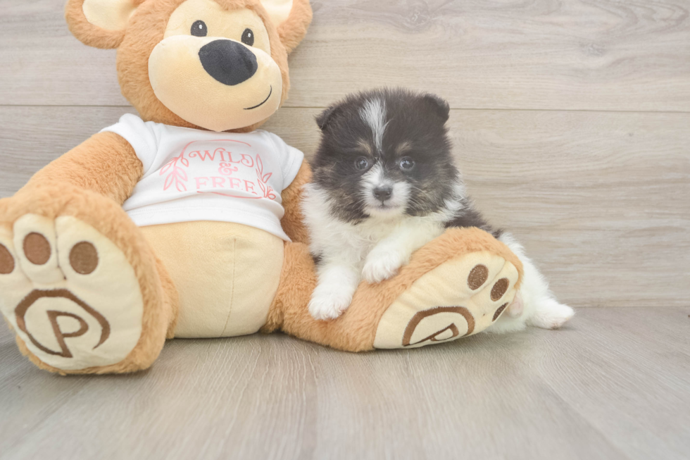 Meet Wyatt - our Pomeranian Puppy Photo  2/3 - Simply Southern Pups Akc Registered Pomeranian Baby