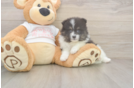 Meet Wyatt - our Pomeranian Puppy Photo  2/3 - Simply Southern Pups Akc Registered Pomeranian Baby