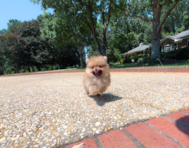 11 week old Pomeranian Puppy For Sale - Simply Southern Pups