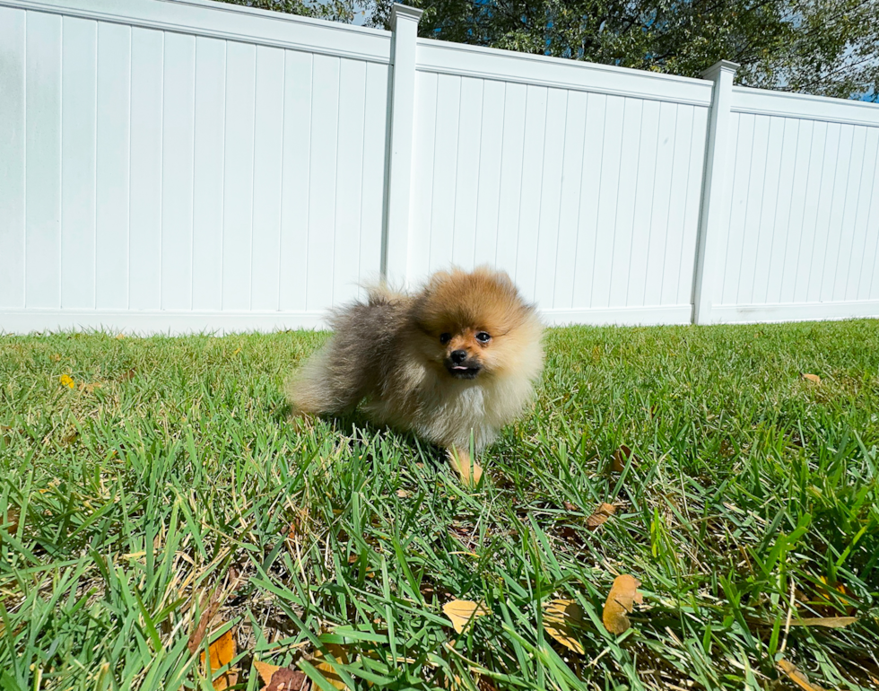 Cute Swergspitz Purebred Puppy