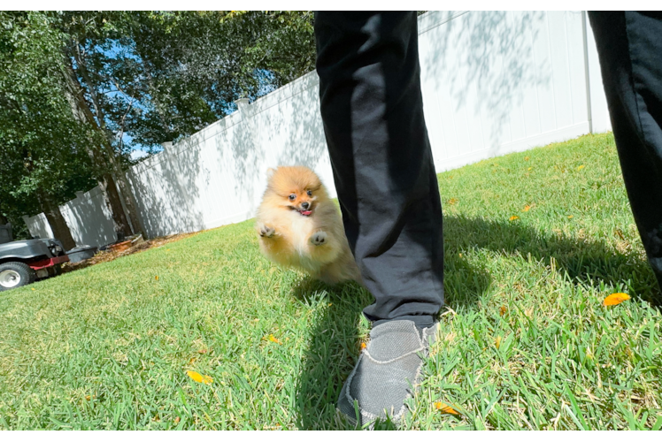 Cute Swergspitz Purebred Puppy