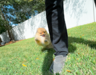 14 week old Pomeranian Puppy For Sale - Simply Southern Pups