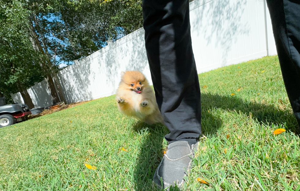 Cute Swergspitz Purebred Puppy