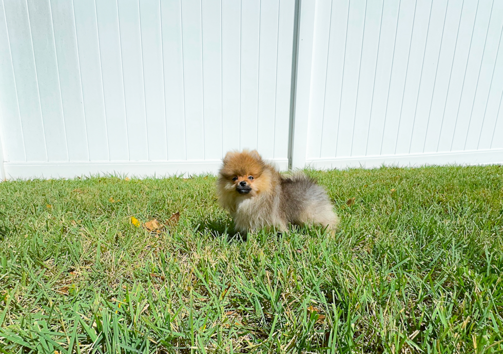 Best Pomeranian Baby