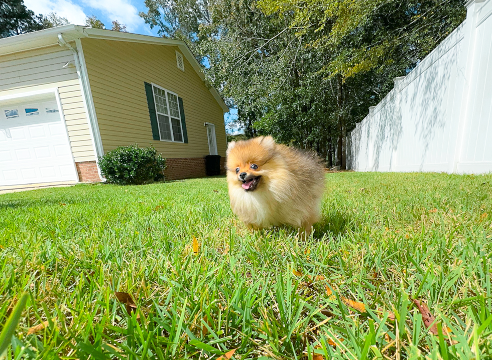 Pomeranian Puppy for Adoption