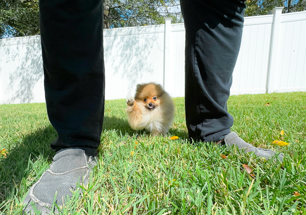 Cute Pomeranian Baby