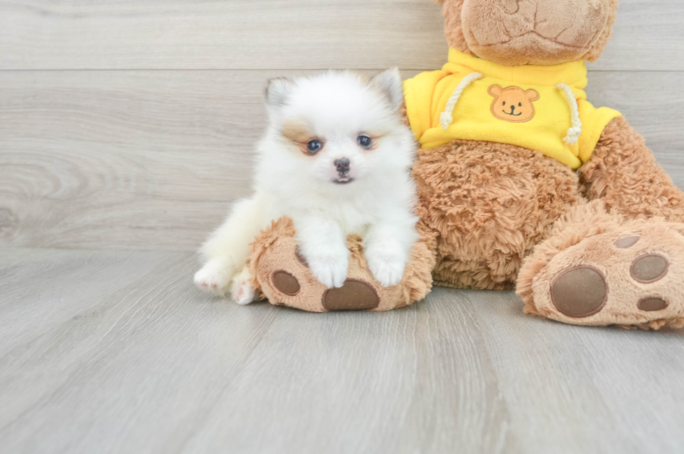 8 week old Pomeranian Puppy For Sale - Simply Southern Pups