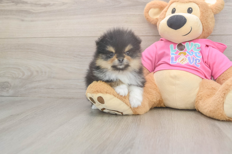 5 week old Pomeranian Puppy For Sale - Simply Southern Pups